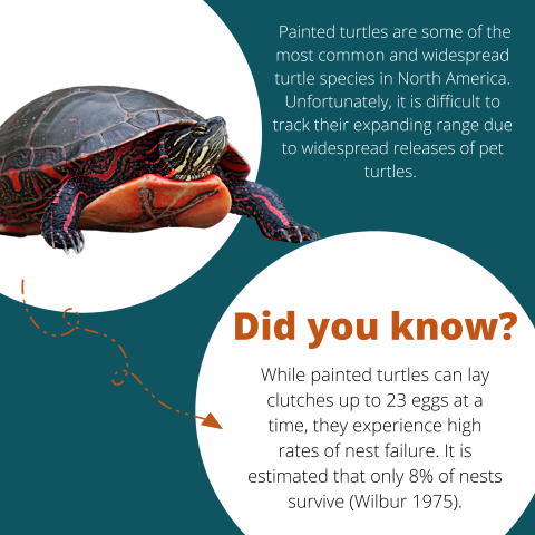 Infographic showing two circles, one with a message and one with a picture of a painted turtle. Text reads: Painted turtles are some of the most common and widespread turtle species in North America. Unfortunately, it is difficult to track their expanding range due to widespread releases of pet turtles. Did you know? While painted turtles can lay clutches of 23 eggs at a time, they experience high rates of nest failure. It is estimated that only 8% of nests survive (Wilbur 1975).
