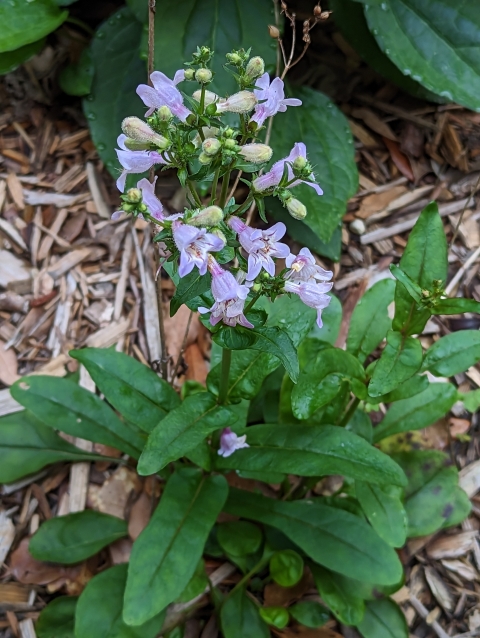 Plant with light purple bell shaped flowers