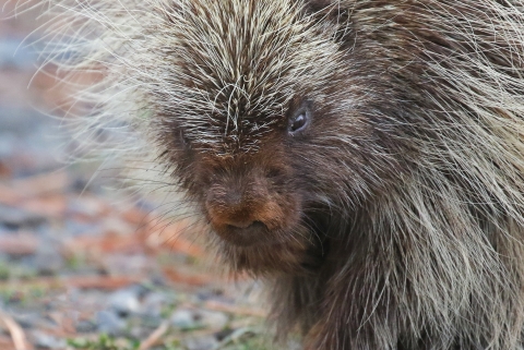 Close-up photo of a porcupine