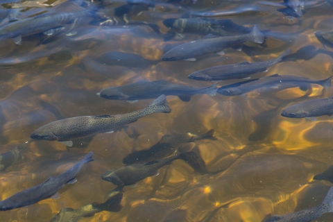 Dark gray fish are visible beneath the surface of clear water.