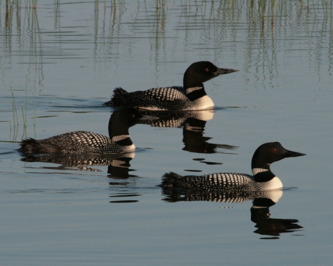 Three common loons float on a pool.