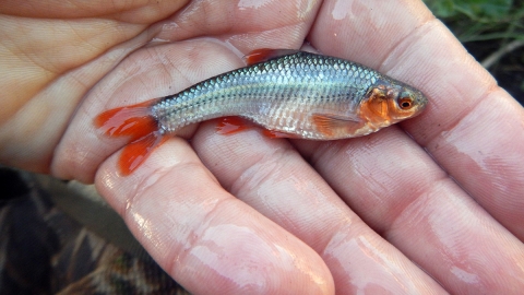 a small fish red fins in a hand