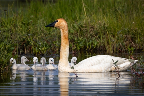 Trumpeter swan parent and six cygnets