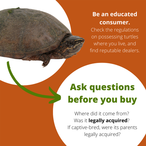 Infographic showing a picture of a turtle and two messages. First message reads: Be an educated consumer. Check the regulations on possessing turtles where you live, and find reputable dealers. Second message reads: Ask questions before you buy. Where did it come from? Was it legally acquired? If captive-bred, were its parents legally acquired? 