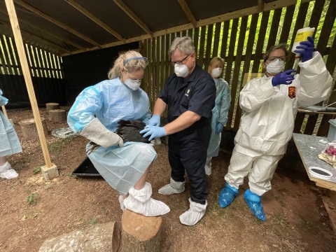 A group of scientists in personal protective gear hold a vulture while preparing to vaccinate the animal.