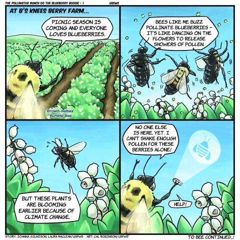 4 grid comic: brown belted bumblebee at b's knees blueberry farm, says "Picnic season is coming and everyone LOVES blueberries." 3 bumblebees shown dancing "Bees like me buzz pollinate – it’s like dancing on the flowers to release showers of pollen. But, these plants are blooming earlier because of climate change," as it flies by white flowers. The bumblebee says "No one else is here, yet. I can’t shake enough pollen for these berries alone. Help!" the bumblebee puts out a bee-shaped help signal in the sky.