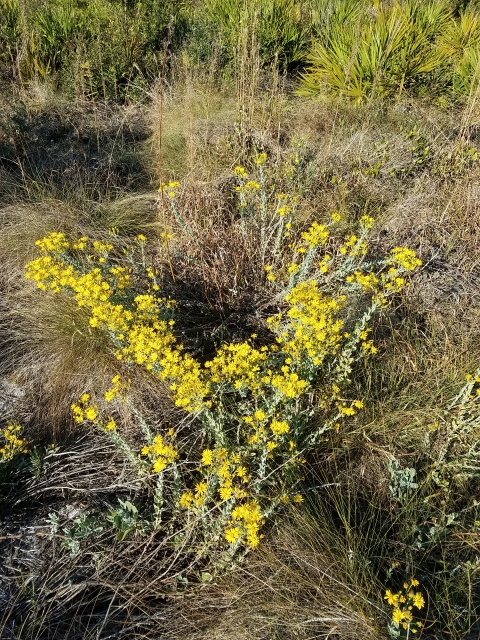 Flowering bush with yellow flowers in the Florida scrub