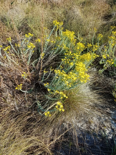 Yellow flowering bush in the Florida scrubs