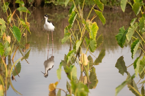 A bird with a white chest and black beak stands with its long pink legs between two rows of taro growing in a wet pond. 