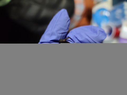 a little brown bat in a gloved hand