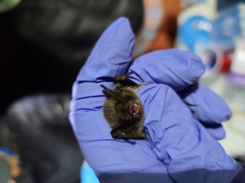 a bat in a gloved hand