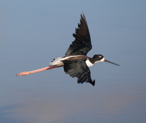 A black and white bird with red eyes and long skinny pink legs flaps its wings over blue water. It has a very long pointed black beak. 
