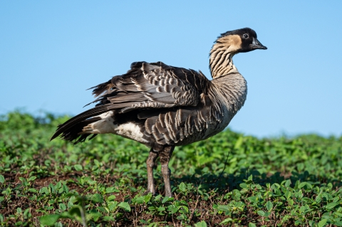 A Hawaiin goose stands on a cloudless sky day on bright green grass 