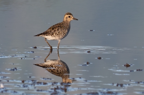 A yellow and black speckled shore bird slightly larger than a baseball stands in a shallow pond. It's reflection can be seen in the blue water. 