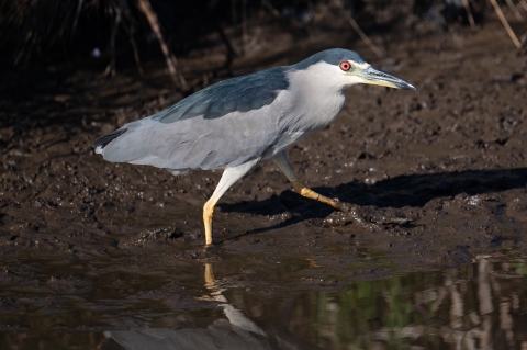 A blue gray bird slightly larger than a football with red eyes and yellow feet walks in the mud. 