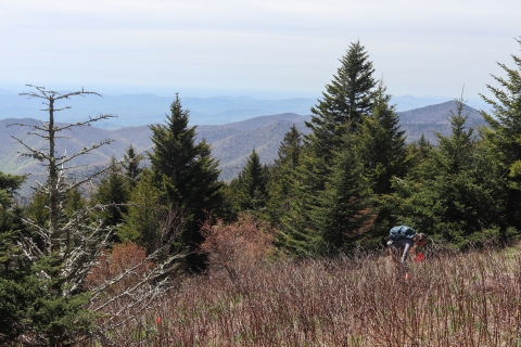 Person bent over in a field, placing a marker flag in the ground