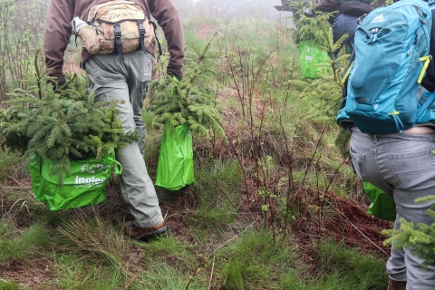 People walking across a field carrying bags filled with young trees.