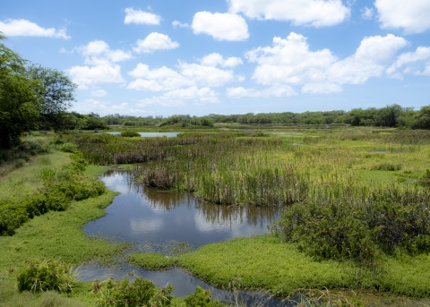 Lush green wetlands under a blue sky 