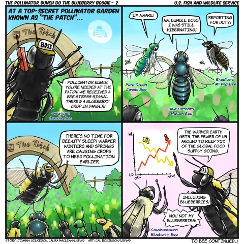4 grid comic: At “The Patch” a top-secret pollinator garden. American Bumblebee wearing “boss” hat with walkie-talkie: "Pollinator Bunch, we have a bee-stress signal – the blueberry crop in danger!" Pure green sweat bee: "I’m awake!" Blue orchard mason bee: "Aw, boss, I was hibernating." Bradley’s mining bee: "Reporting for duty!" Boss: "There’s no time for bee-uty sleep! Warmer winters/springs means crops to need pollination earlier. There are fewer of us to support the global food supply and blueberries!"
