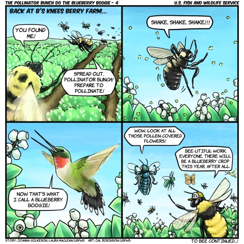 4 grid comic: Back at B’s Knees Berry Farm, brown belted bumblebee says “You found me!” Another bee says “Spread out Pollinator Bunch! Prepare to pollinate!” A bee starts shaking pollen over white flowers and says, “Shake, shake, shake!” A ruby throated hummingbird hovers over the white flowers and says “Now that’s what I call a Blueberry Boogie!” A mining bee says “Wow, look at all those pollen-covered flowers!” Bumbleboss says “Bee-utiful work everyone. There will be a blueberry crop this year after all."
