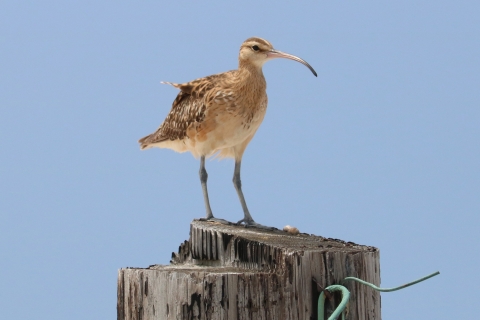 A melon sized brown bird stands on a stump. It has a beak that is 3 to 4 inches long and curves down in the last inch. Its feathers ruffle in the wind. 
