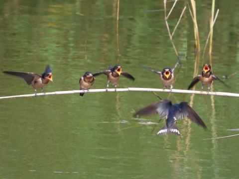 5 young fledgling barn swallows are lined up left to right on a branch which juts over green water