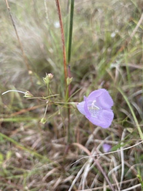 Navasota false foxglove