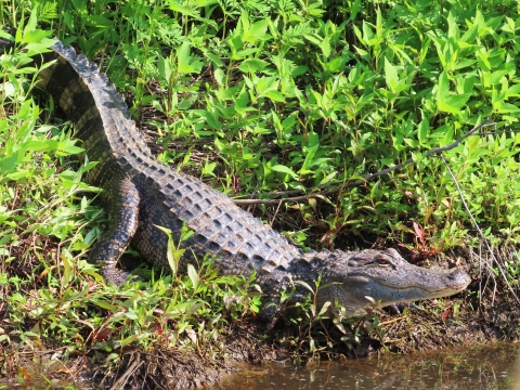 A 6 foot brown/gray alligator at water's edge rests on the sloping green-banked of the canal 