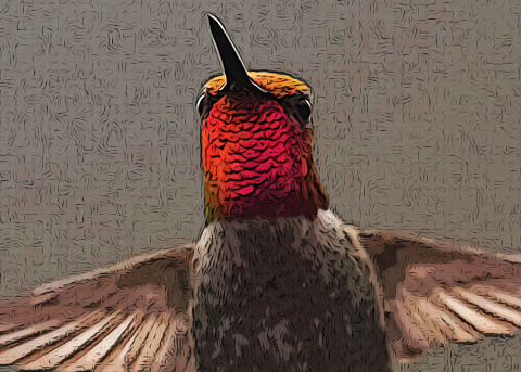 Artistic photo of Anna's hummingbird. It has a red head, long black beak, black body, and brown wings.