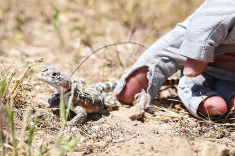 a gloved hand gently nudges a blunt-nosed leopard lizard to explore its new surroundings in the wild