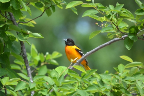 Baltimore oriole in a tree