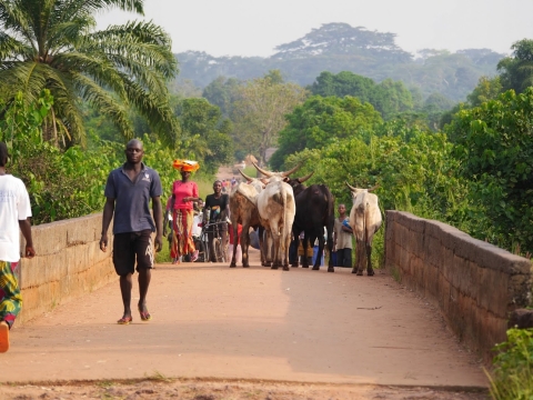 A crowd and herded cattle walk across a bridge, with lush greenery in the background.