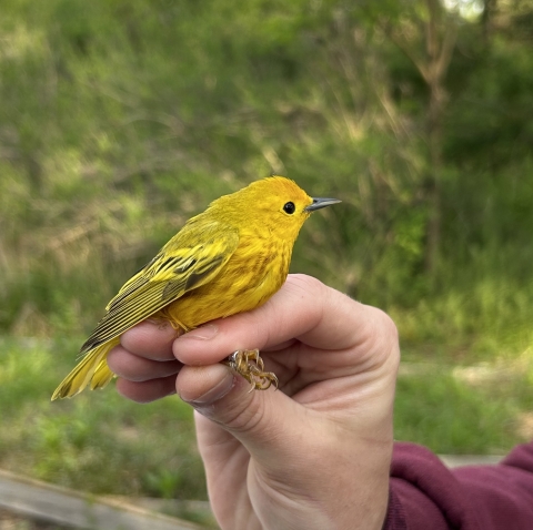 Bird bander holds a yellow warbler in hand