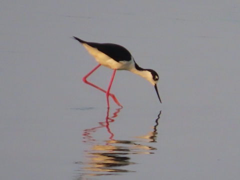Black & white bird with a long-bill is wading in shallow blue water on long pink/red legs long legs