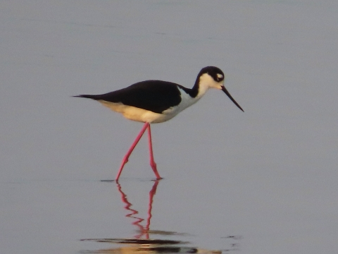 Black & white bird with long bill and long red/pink legs wading in shallow blue water