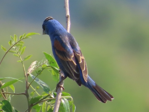 Blue bird with brown and black patterns standing on a branch