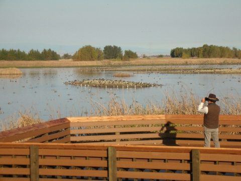 Two people stand on an observation deck and peer out over a wetland through binoculars. 