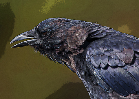 Artistic photo of an American crow's head