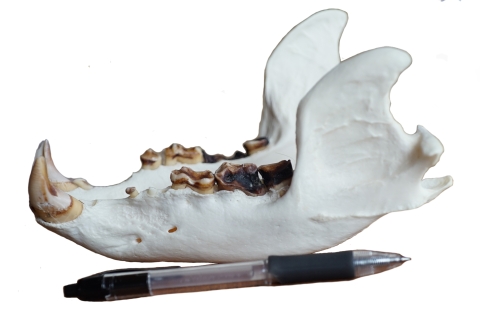 Lower jaw of a black bear skull with a pen next to if for size reference. 