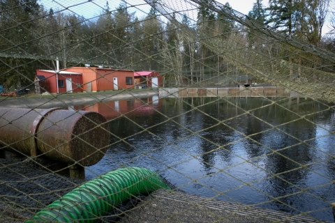 A greenish net is strung above a large, man-made hatchery pond. In the foreground, a thick, bright green tube dips over the pond’s edge and down into the water. The pond’s water is rippled by hundreds of thousands of salmon surfacing to eat fish feed, which cannot be seen in the photo. In the background are a red-orange building and thin trees.