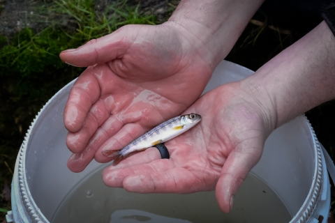 A silver-grey salmon yearling lays across a man’s flat, wet, open hands. On the man’s left index finger, he wears a thick black ring. Beneath the salmon, a white bucket filled halfway with water stands on green grass. 