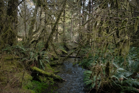 A thin creek flows vertically through the image’s center, disappearing quickly into lush green growth and trees. Above and beside the creek, moss-covered tree branches and trunks, ferns, and groundcover criss-cross. A slight drizzle and the creek’s rocky bottom disrupt the water with ripples.