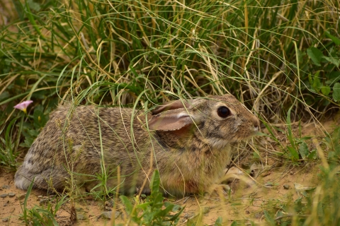 A desert cottontail surrounded by grass