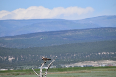 A Swainson's hawk sits on a dead tree with mountains in the background