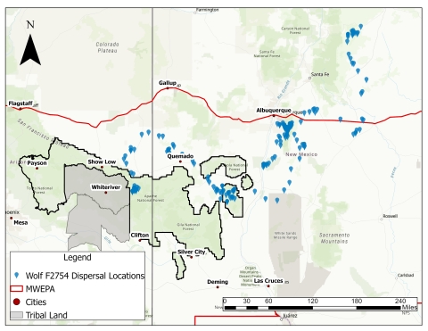 A map showing the gps location points of Mexican wolf 2754. Her path goes from eastern Arizona to northern New Mexico.