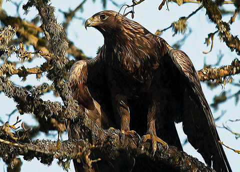 Artistic photo of a golden eagle sitting in a tree
