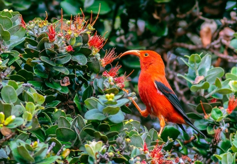 Bright red bird with a long curled bill perches in flowering plant
