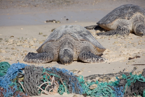 Two green turtles on a beach moving towards a discarded fishing net.