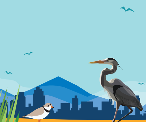 Graphic of a plover and blue heron with a city scape and mountain in the background 