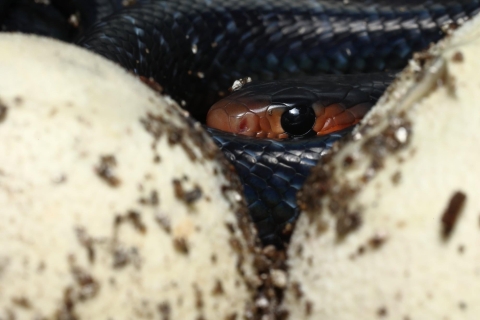 A baby eastern indigo snake peers between two egg shells right after hatching.